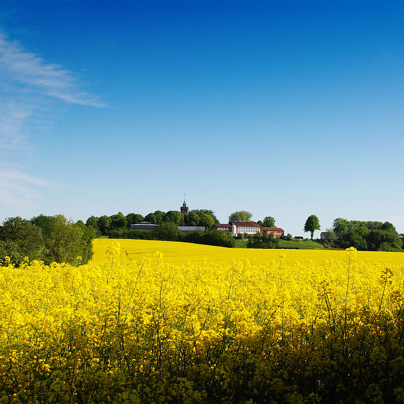 Rapsfeld vor der IBJ Scheersberg.